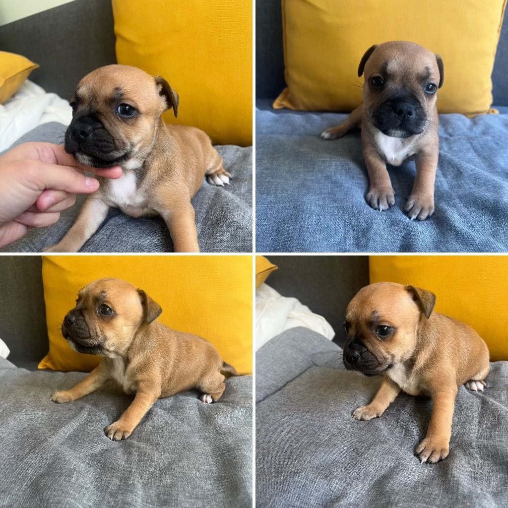 Dimteamdogz - Chiot disponible  - Staffordshire Bull Terrier