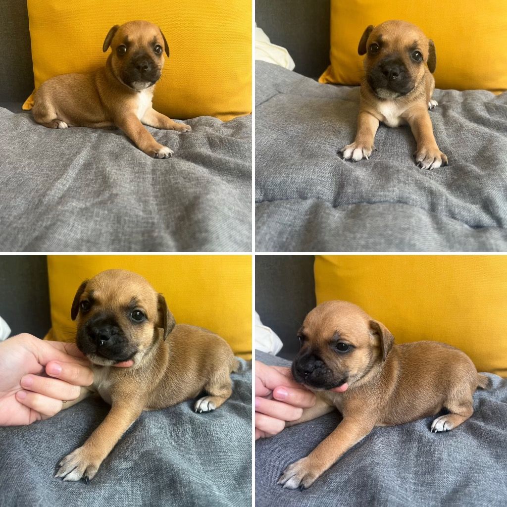 Dimteamdogz - Chiot disponible  - Staffordshire Bull Terrier