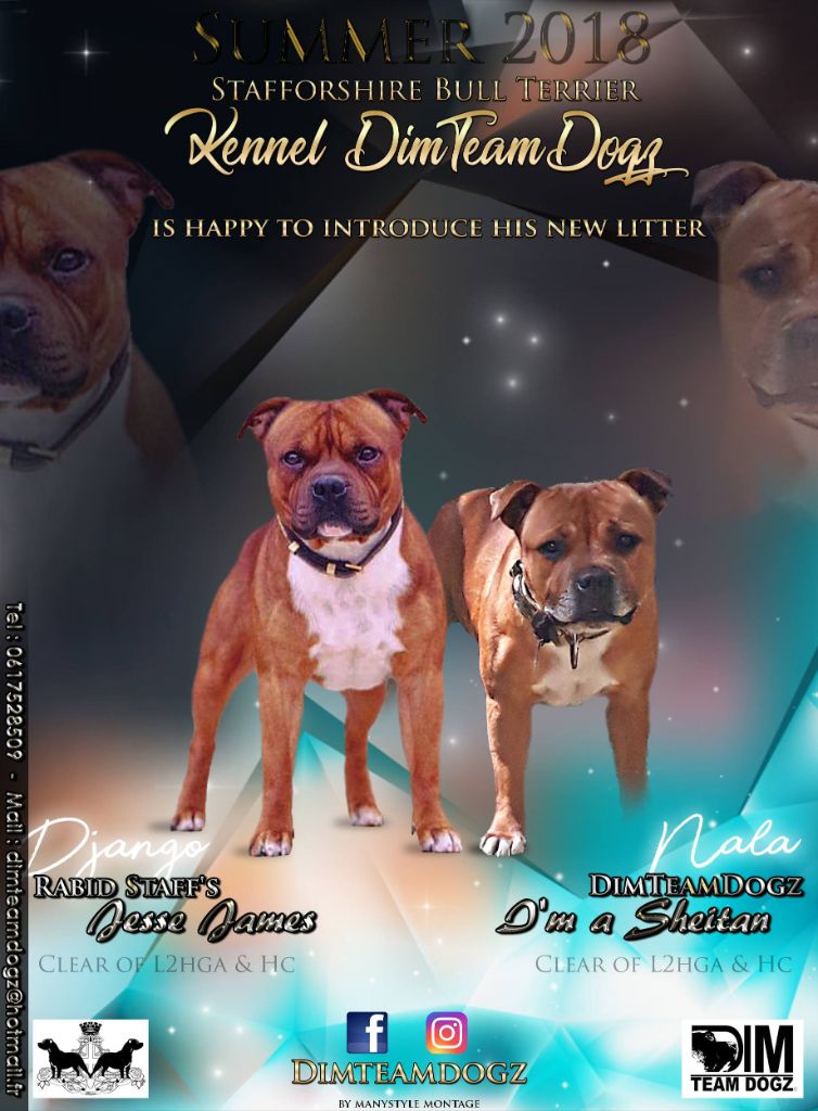 Dimteamdogz - Staffordshire Bull Terrier - Portée née le 18/06/2018