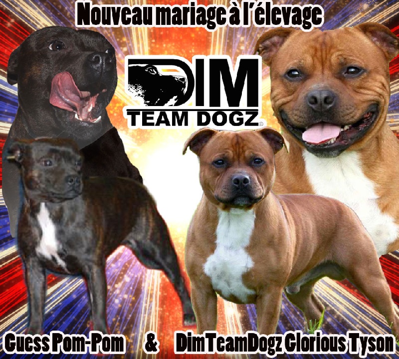 Dimteamdogz - Staffordshire Bull Terrier - Portée née le 29/12/2013