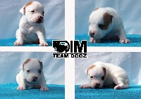 Dimteamdogz - Staffordshire Bull Terrier - Portée née le 30/03/2014