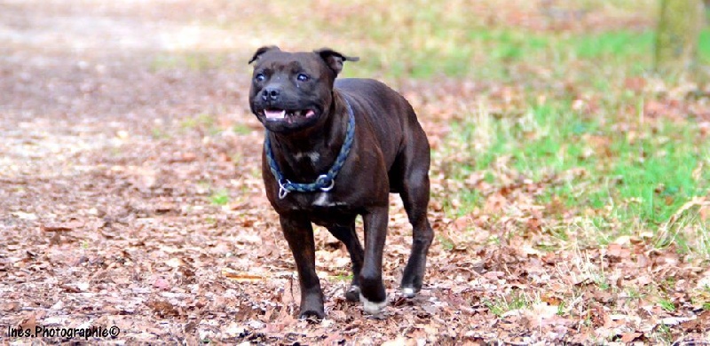 Dimteamdogz Jolie kyara