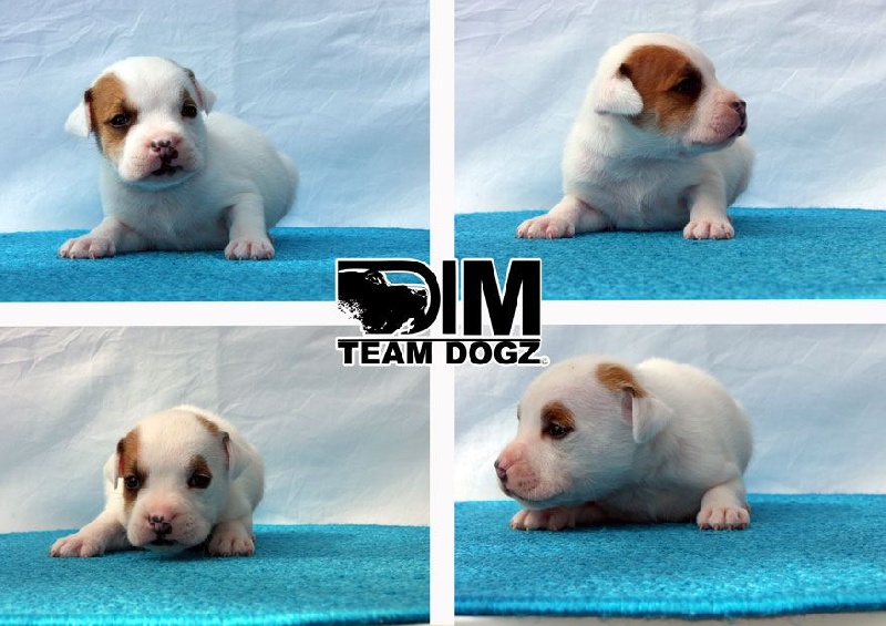 Dimteamdogz - Staffordshire Bull Terrier - Portée née le 30/03/2014